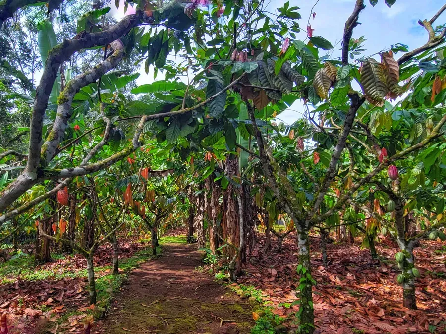 Chocolate Tours image 3