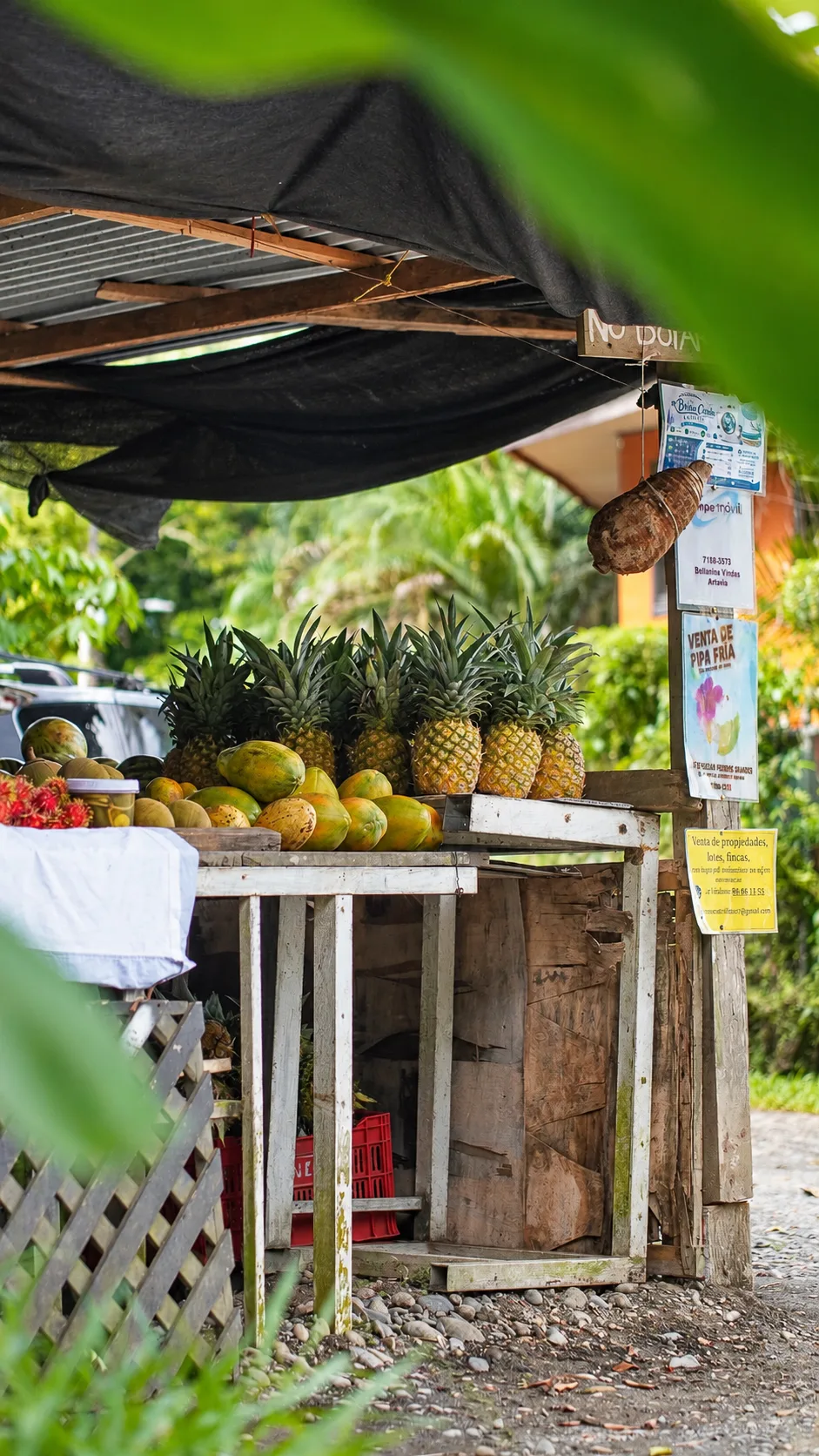 Roadside stand piled with pineapples and papayas near Playa Cocles, Puerto Viejo