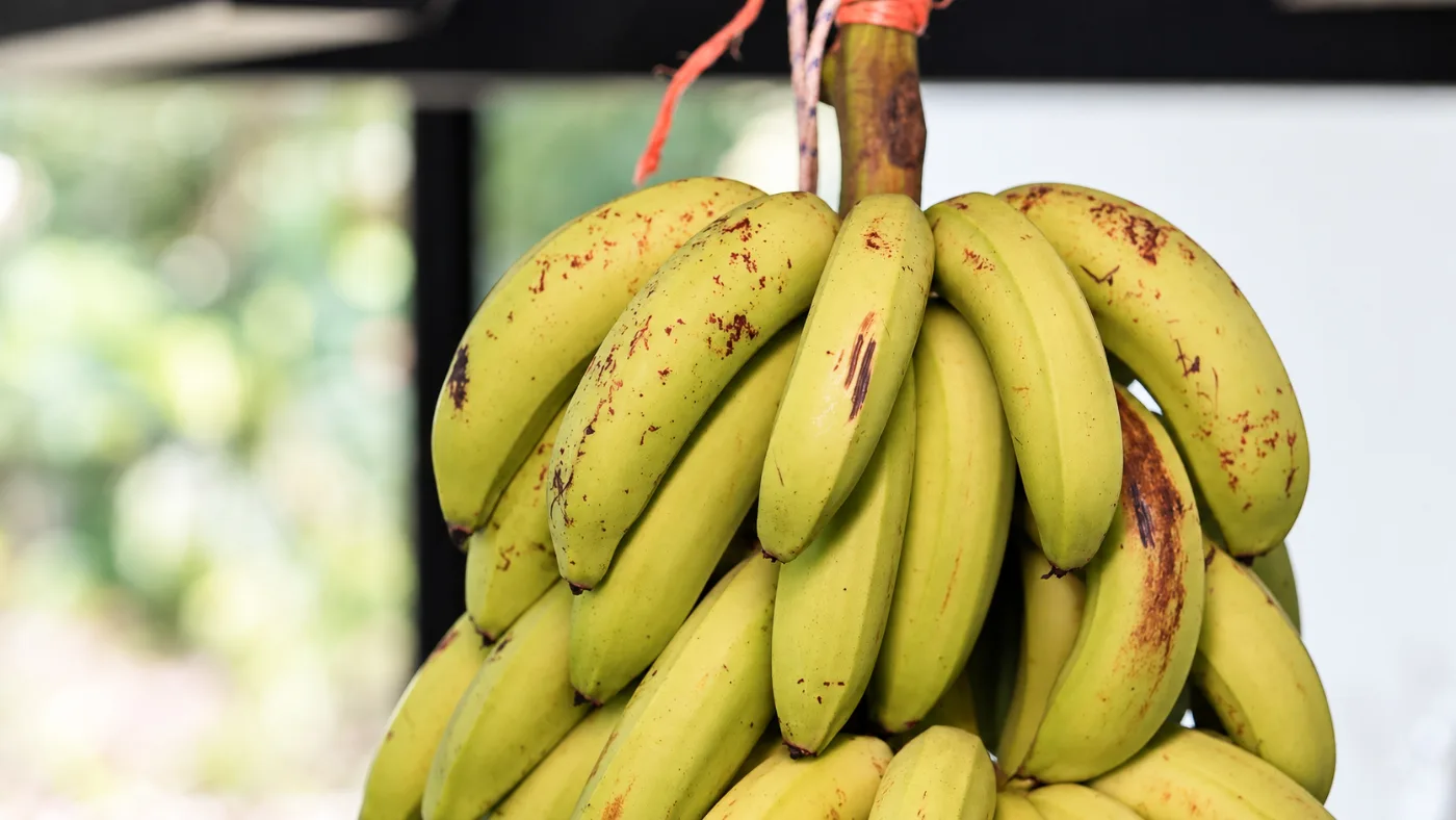 Bunch of bananas hanging in Puerto Viejo, Costa Rica