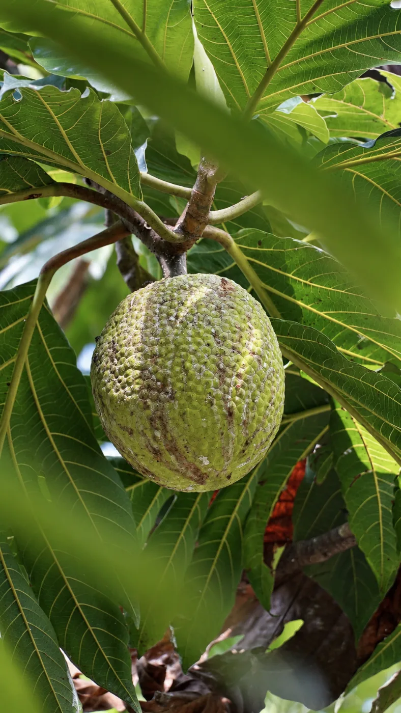 Breadfruit growing on the tree in Puerto Viejo, Costa Rica
