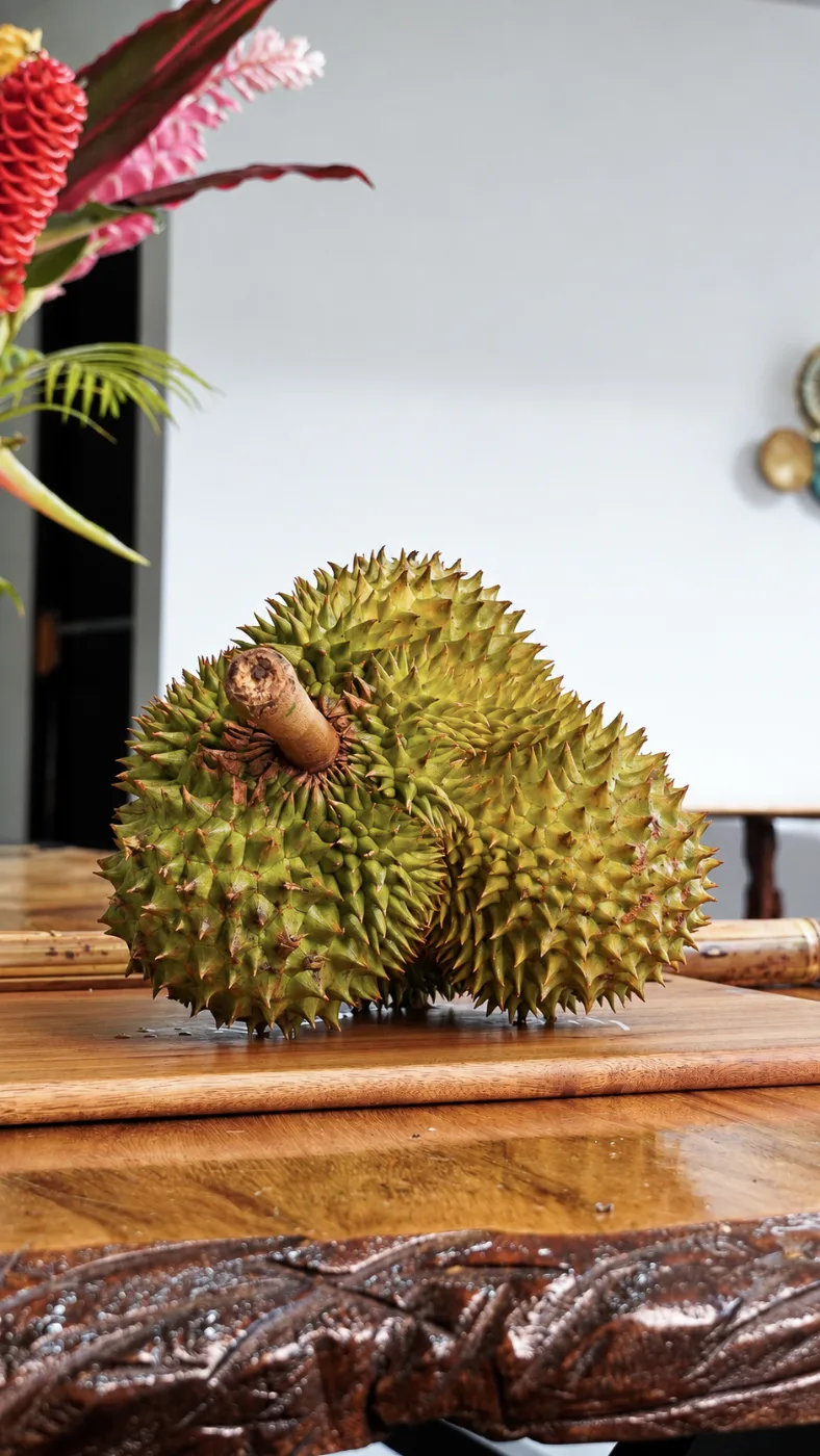 Durian tropical fruit in Puerto Viejo, Costa Rica