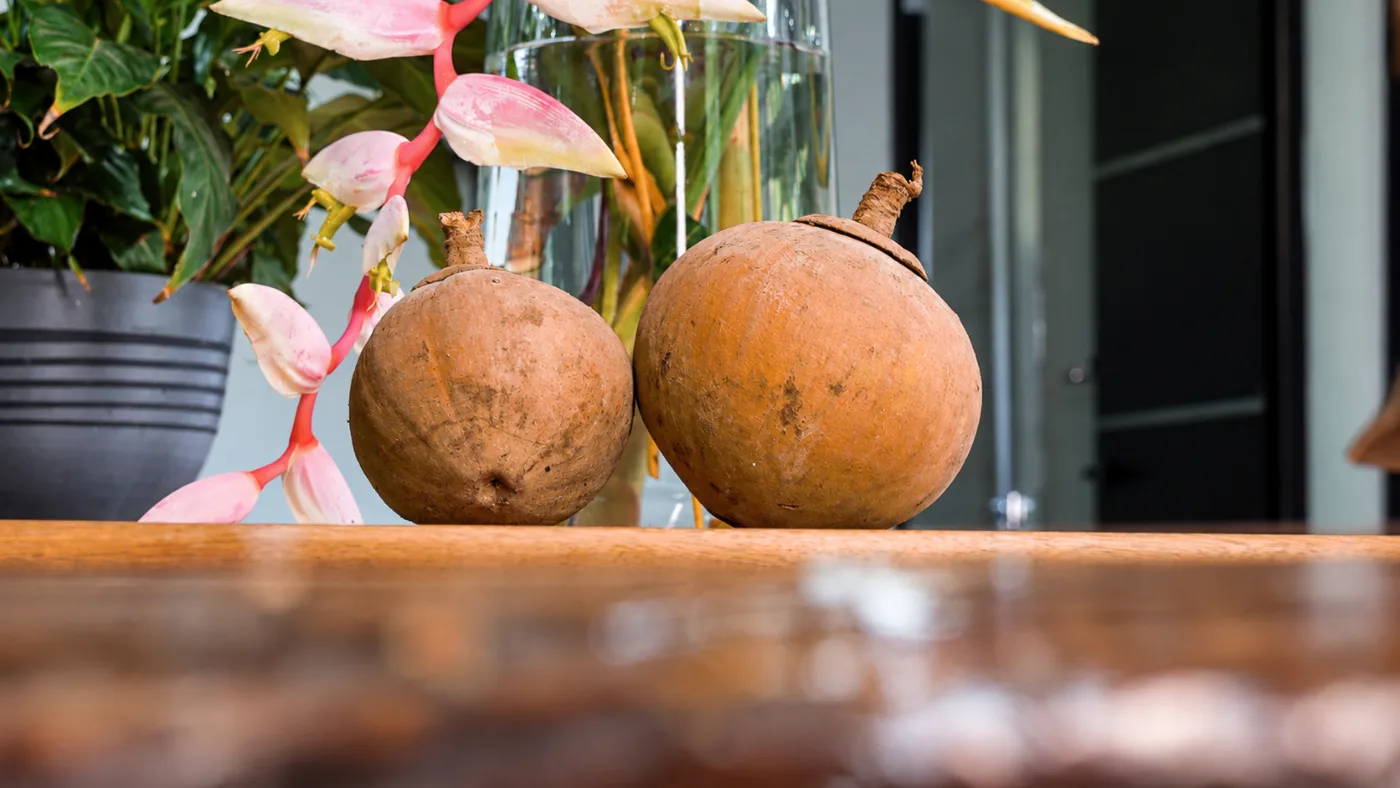 Zapote tropical fruit in Puerto Viejo, Costa Rica