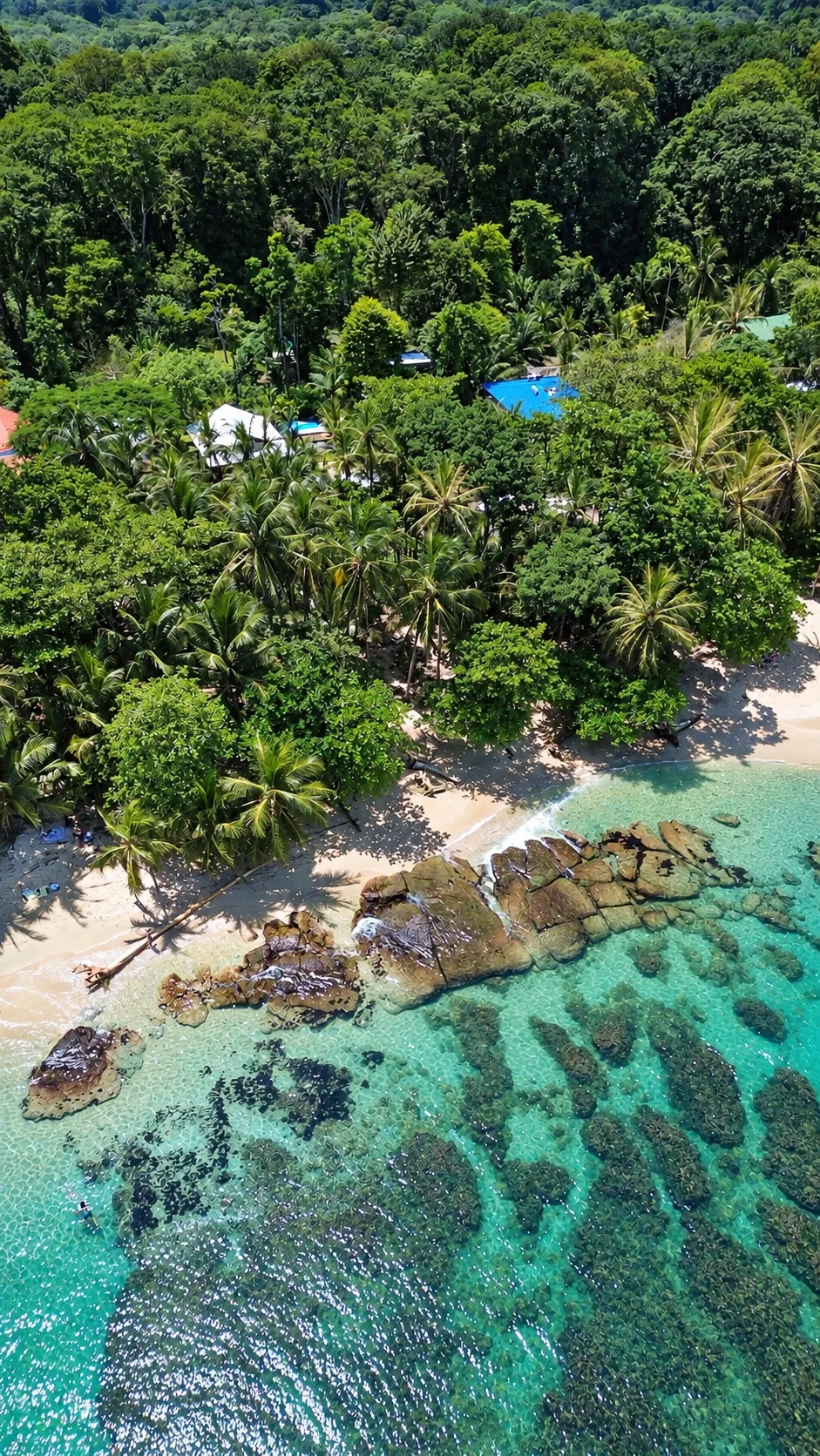 Aerial view of jungle growing down to the sea at Punta Uva
